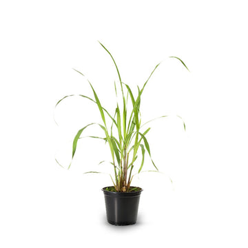 Lemon Grass